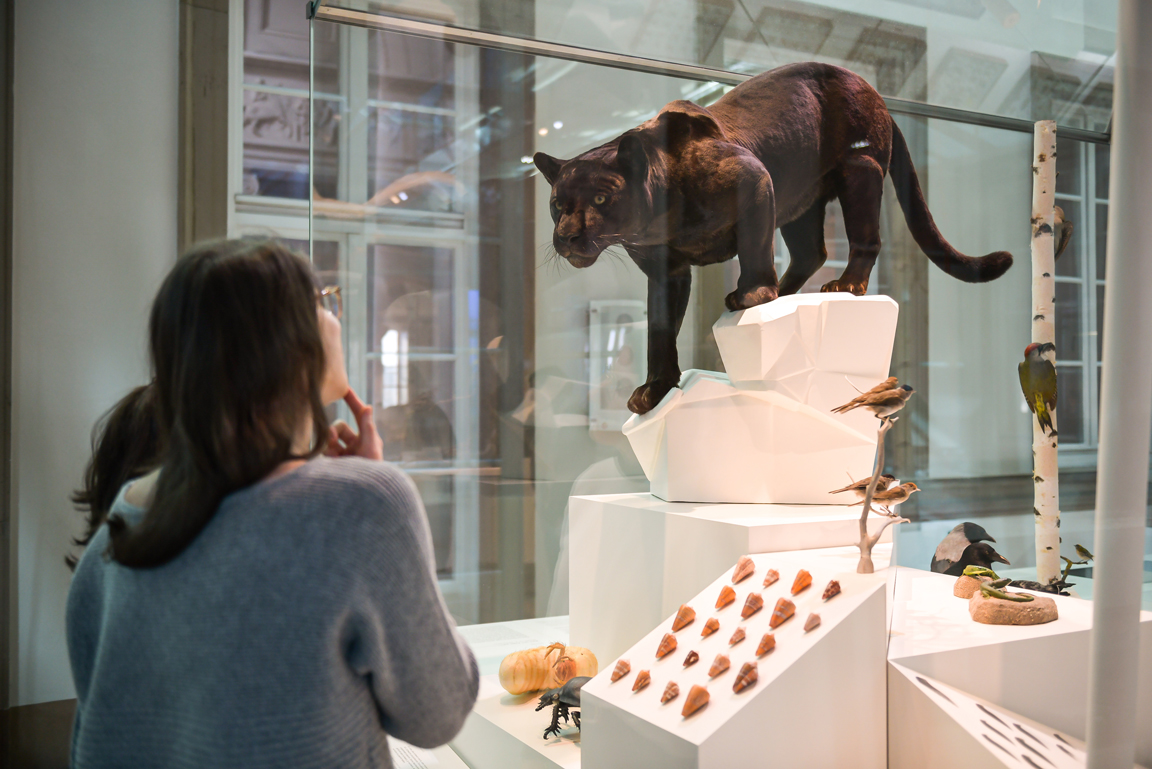 Präparat schwarzer Jaguar