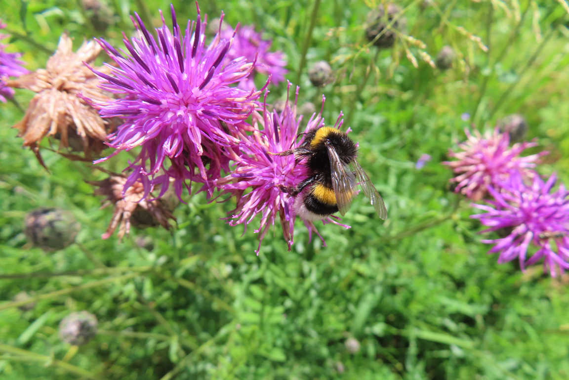 Bild: S. Bigalk Erdhummel auf lila Flockenblume