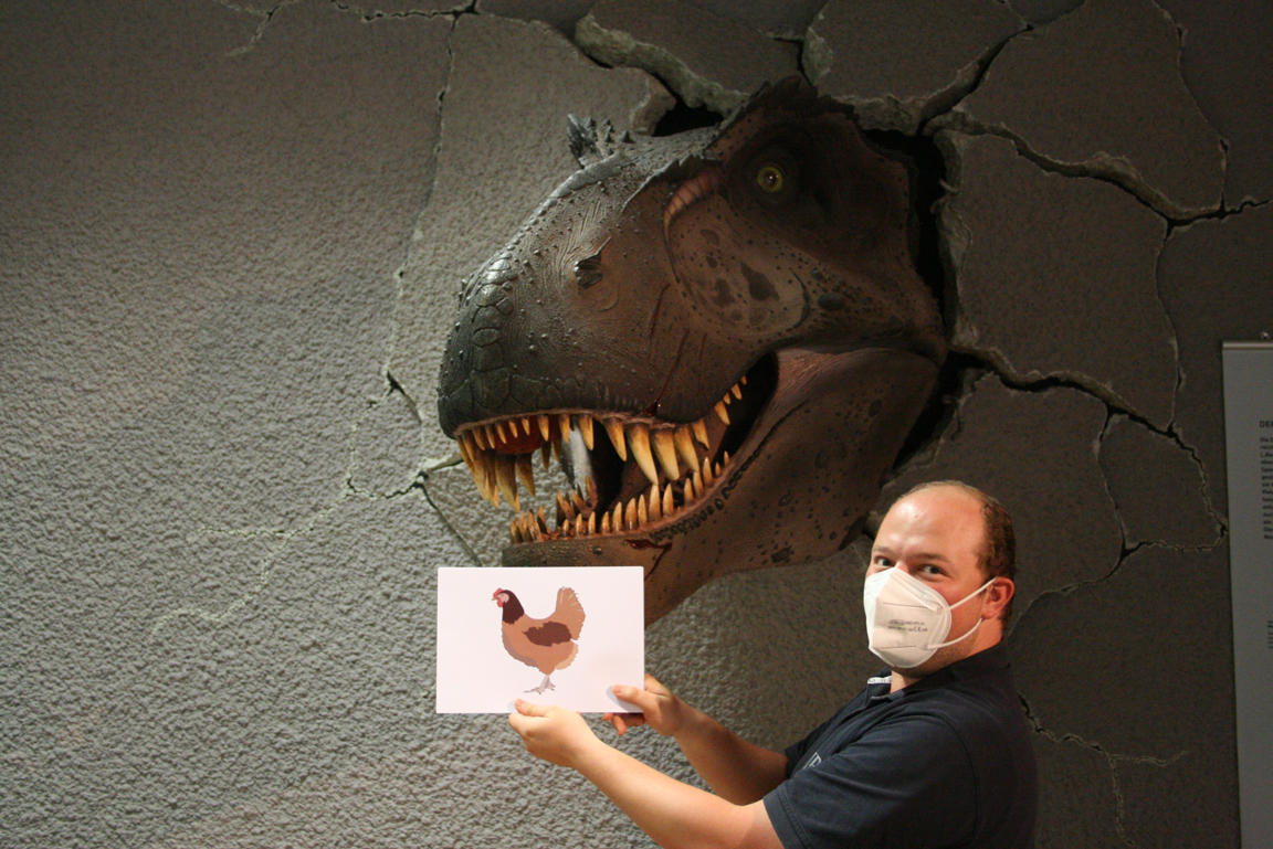 Mann hält das Bild eines Huhns vor dem Modell eines Kopfes eines Tyrannosaurus rex.