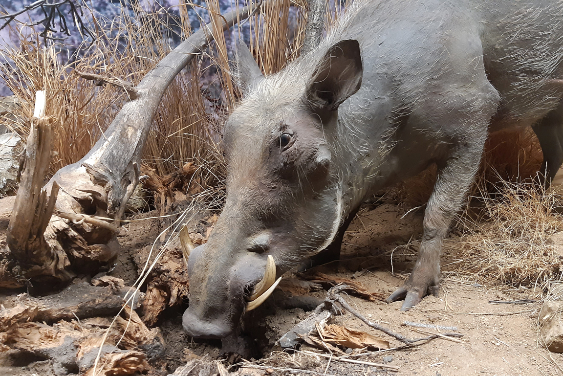Diorama mit präpariertem Warzenschwein.