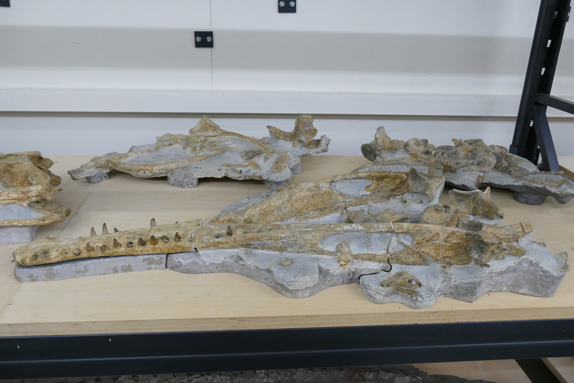 Mehrere Fossilien von Meereskrokodilen auf einem Regalfach.