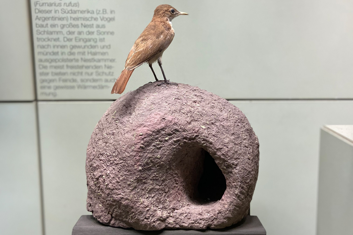 In einer Museumsvitrine steht ein brauner Vogel auf einem fast kugelförmigen Nest aus Lehm oder Ton.