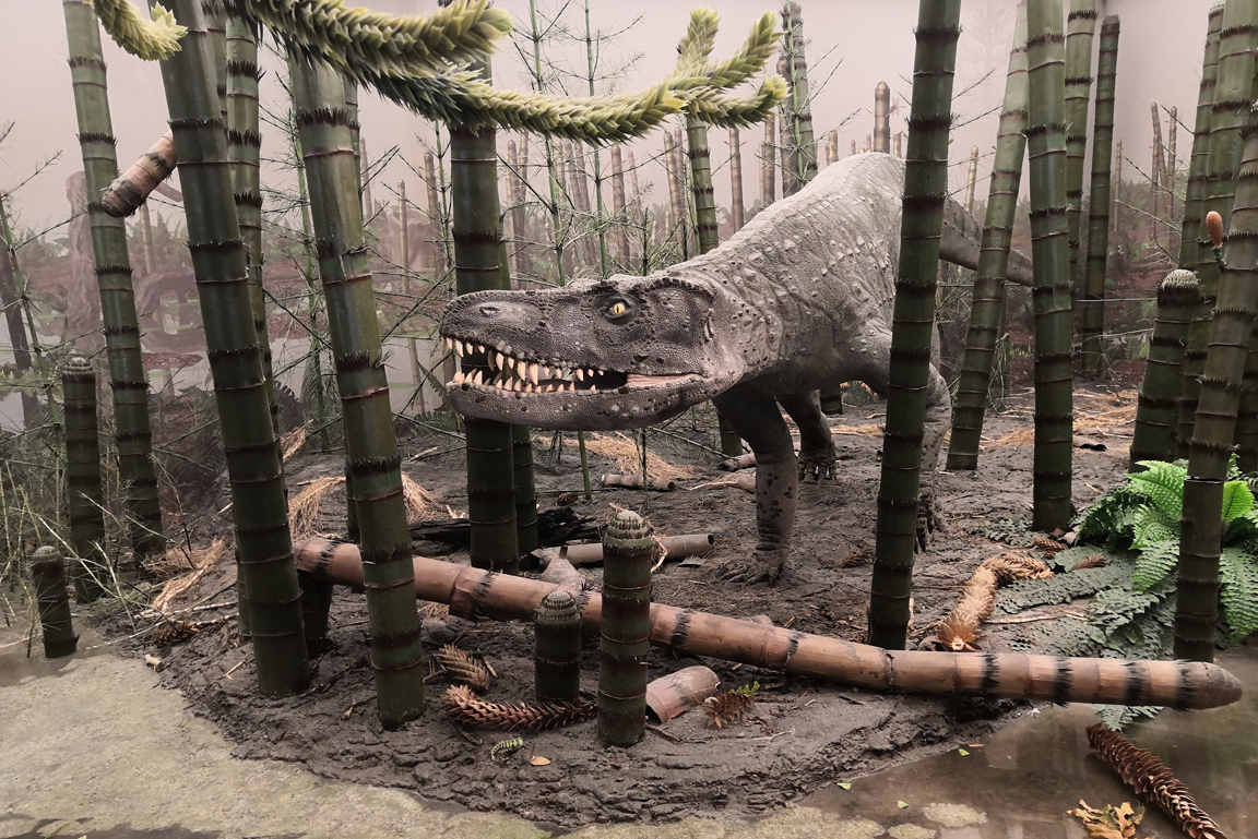 Modell des Urkrokodils Batrachotomus in der Lebensraumrekonstruktion der Schachtelhalmwälder des Keupers.