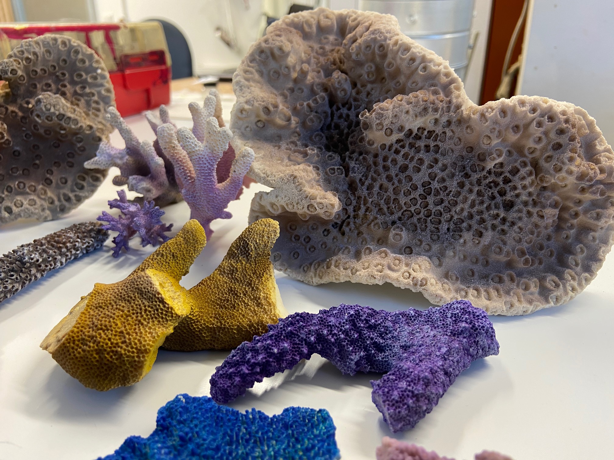 Gelbe, blaue, lila und graue Korallen auf einem Tisch.