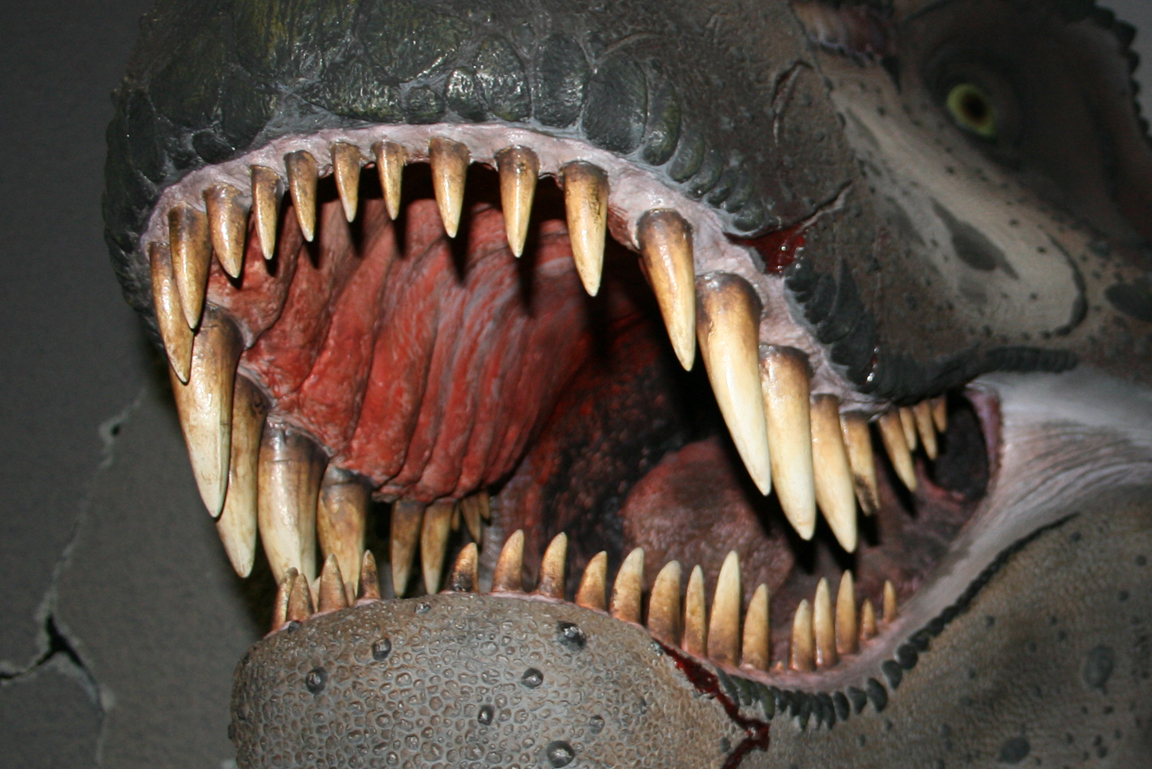 Offenes Maul eines Modells von Tyrannosaurus rex mit spitzen Zähnen.