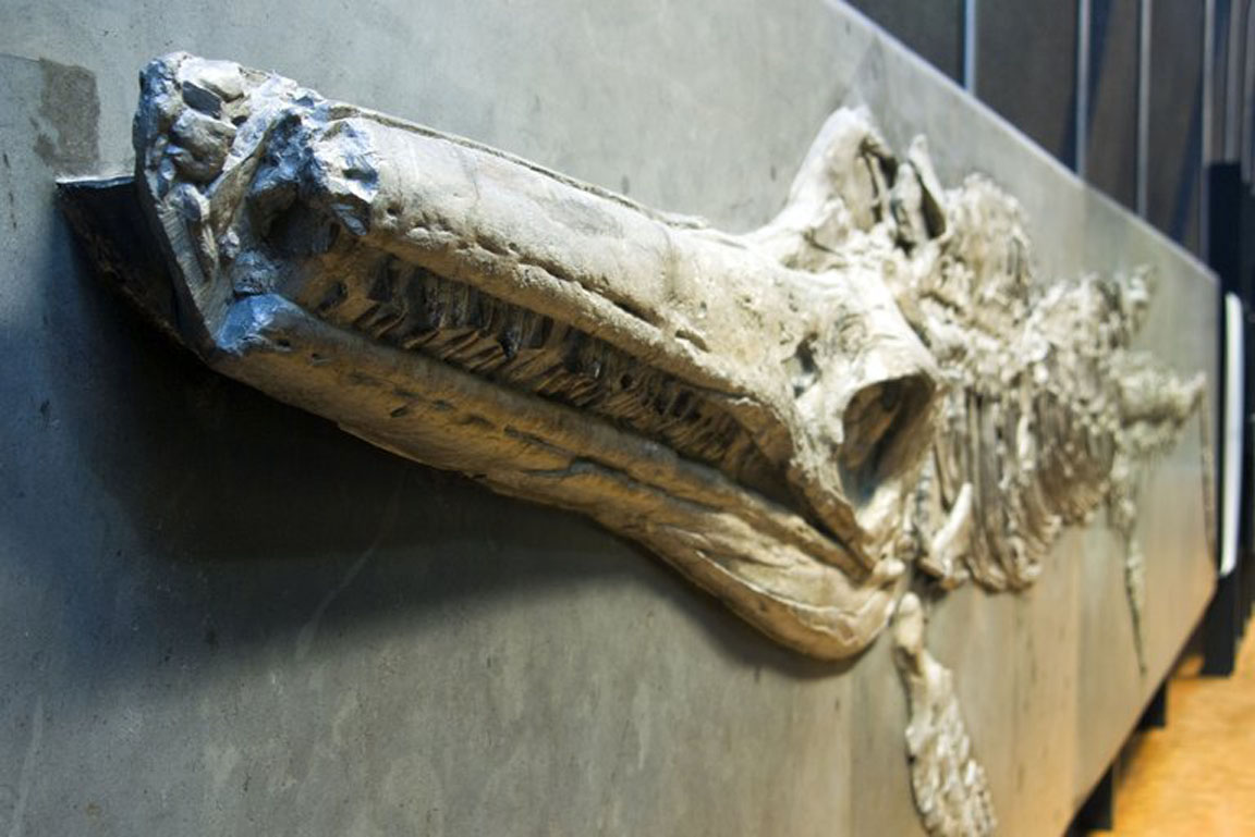 Fossil eines großen Fischsauriers.
