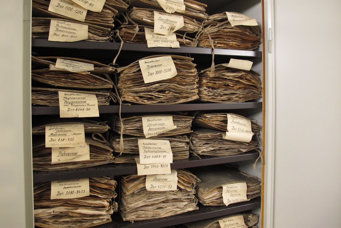 Schrank voller historischer Herbarbelege