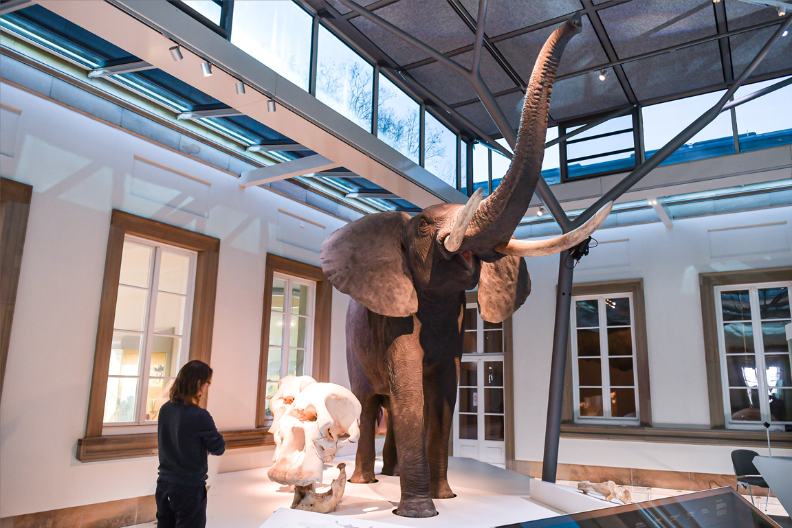 Besucher vor Savannenelefant