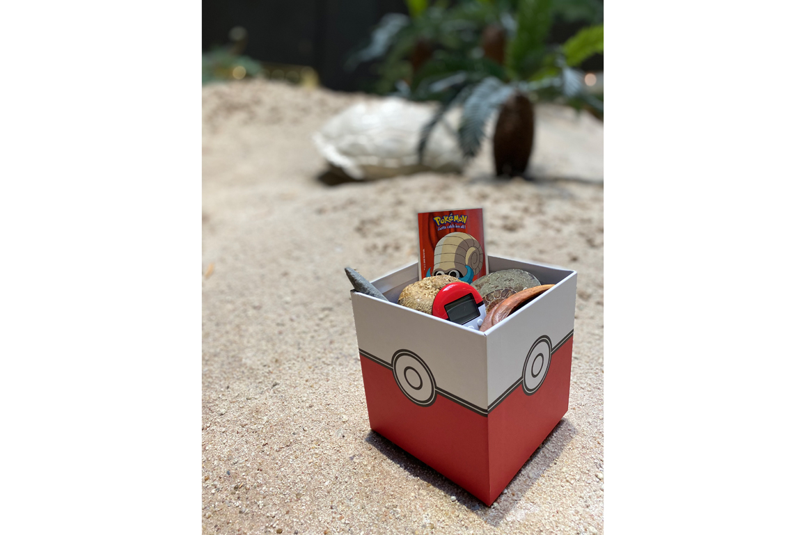 verschiedene Fossilien und Pokemon-Utensilien in einer Box