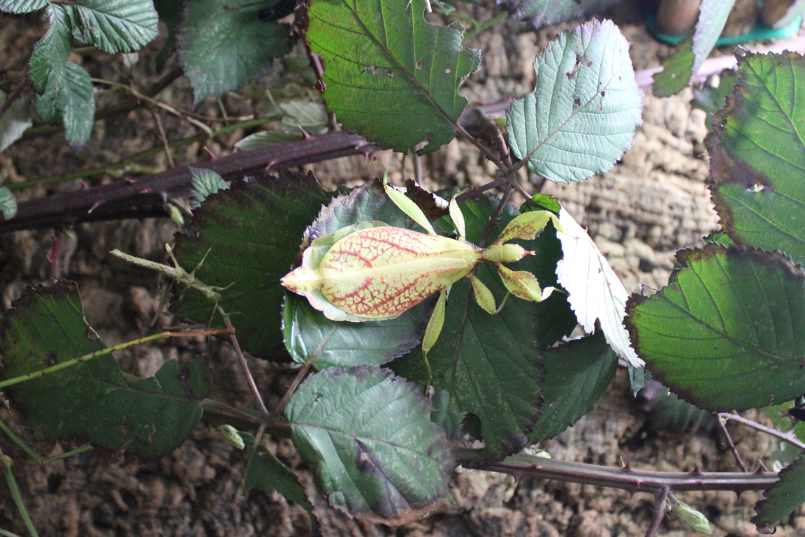Das Insekt "Wandelndes Blatt" zwischen Blättern