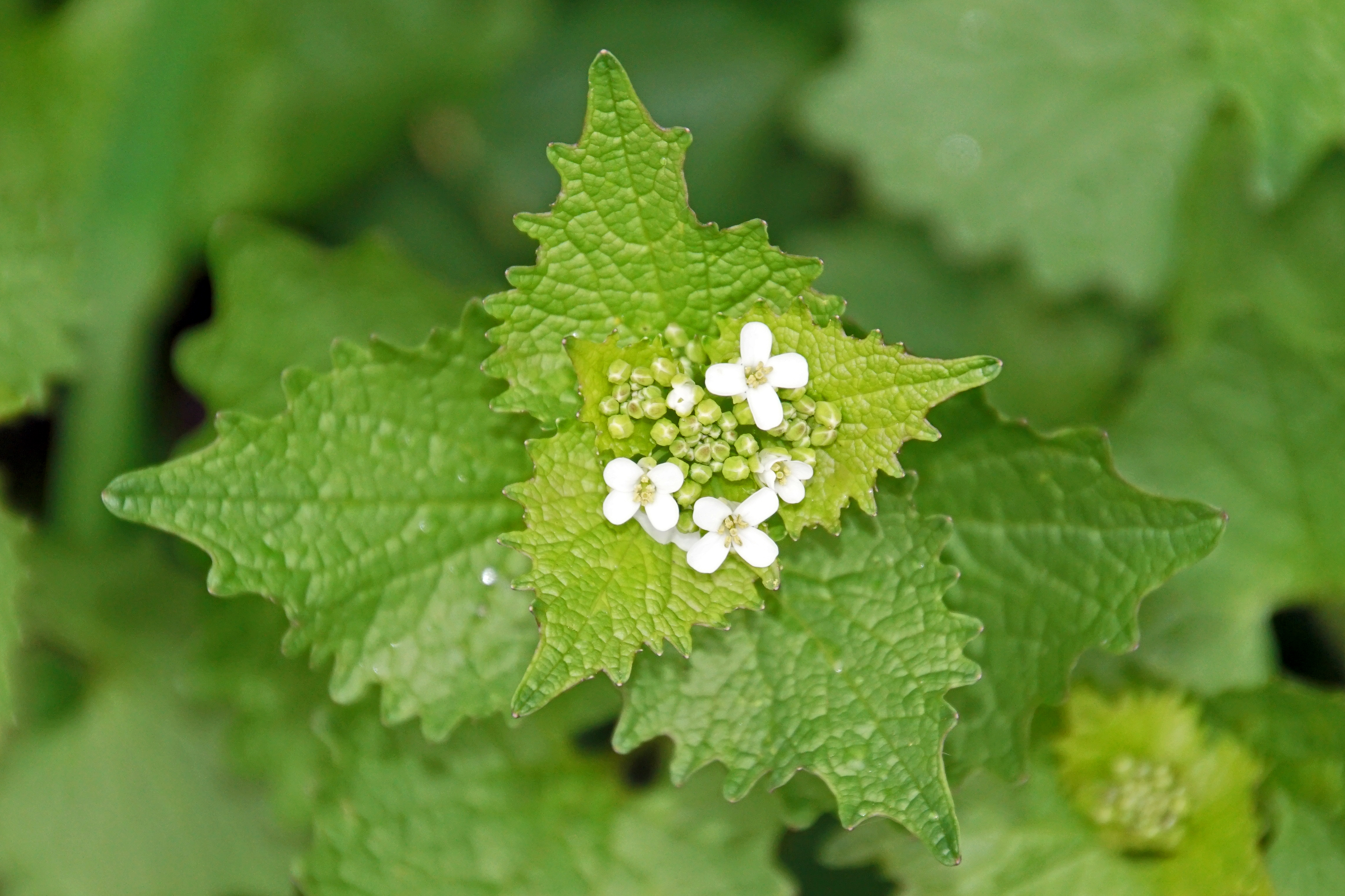 Bild: C. Krause Knoblauchsrauke mit kleinen weißen Blüten