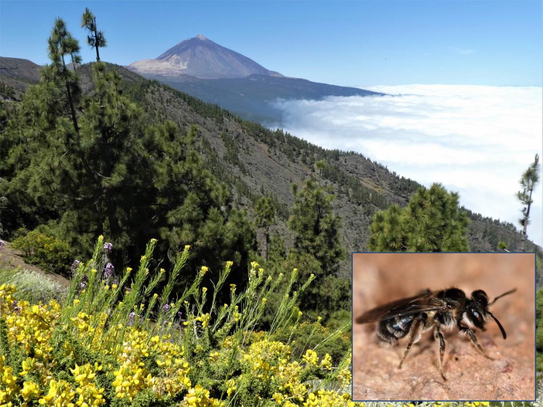 Kollage aus Landschaft Teneriffa und Sandbiene